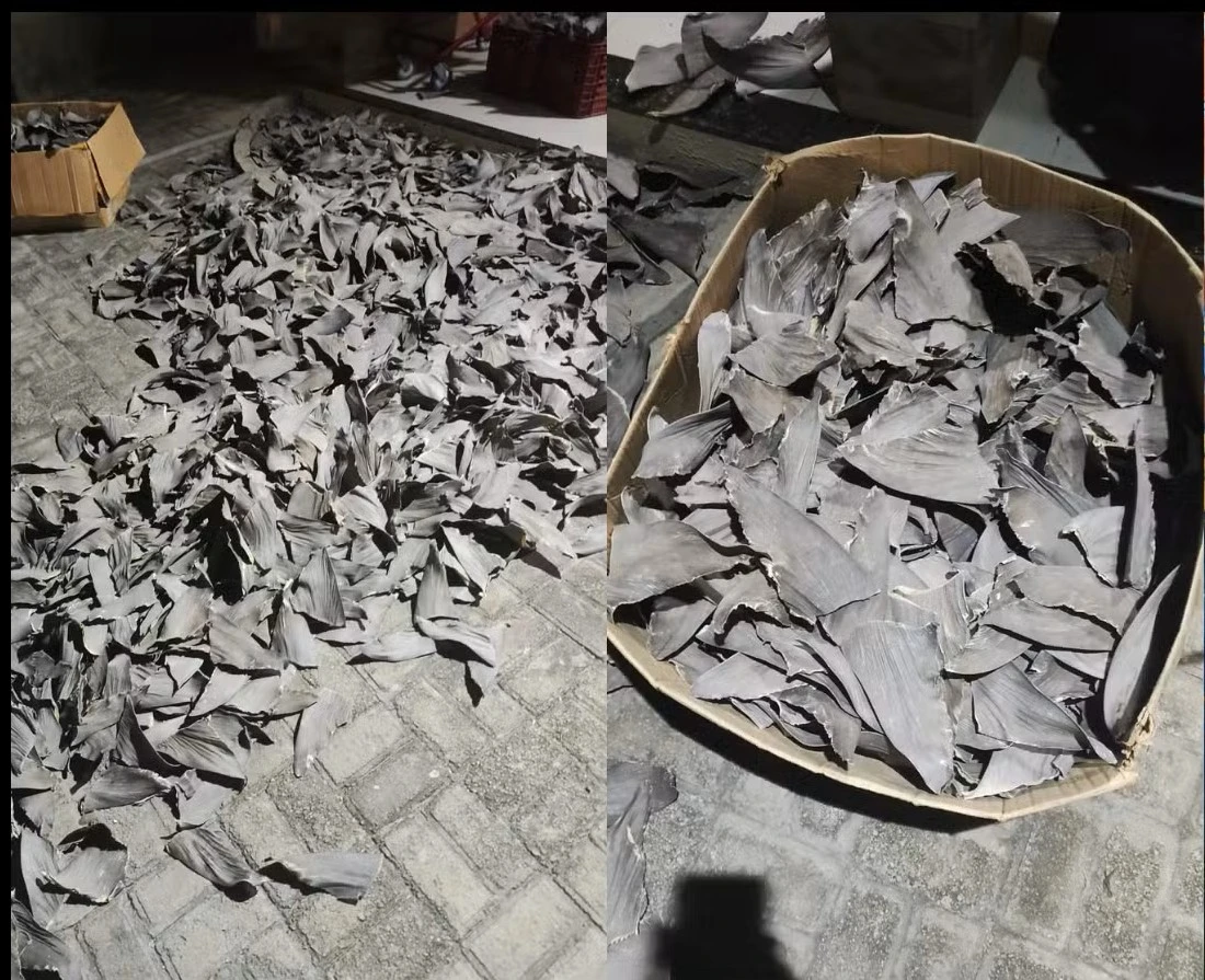 Barbatanas de tubarão aprendidas em Parnaíba