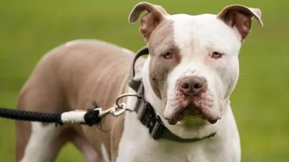 Os cães American Bully XL estiveram envolvidos em uma série de ataques