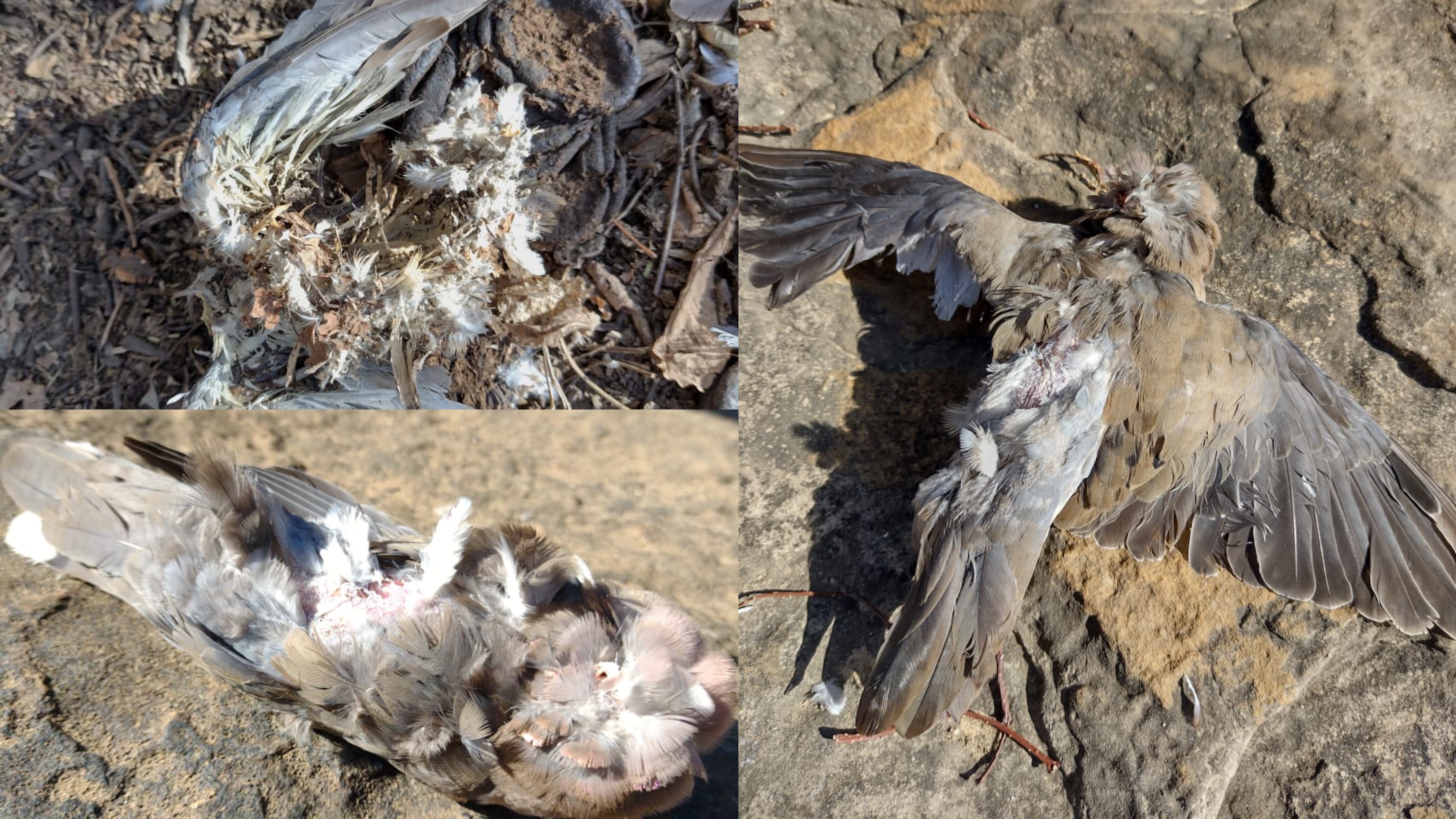 Pássaros mortos começam a aparecer em Juazeiro do Piauí