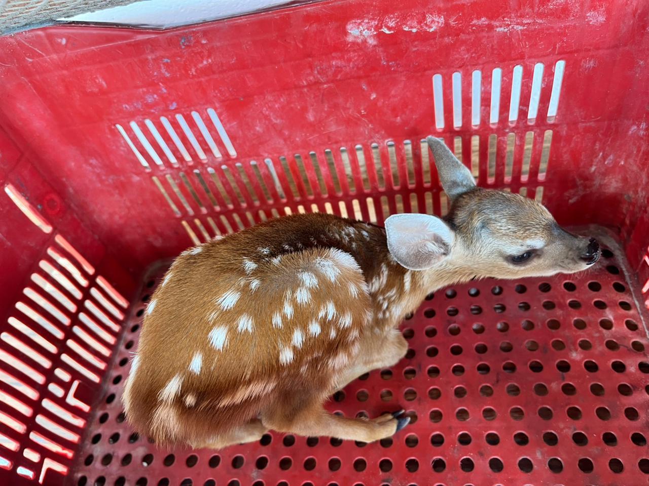 Filhote de cervo voltará ao seu habitat natural depois de cuidados