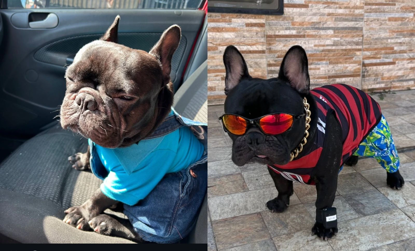 Bruce Segundo, copiloto pet