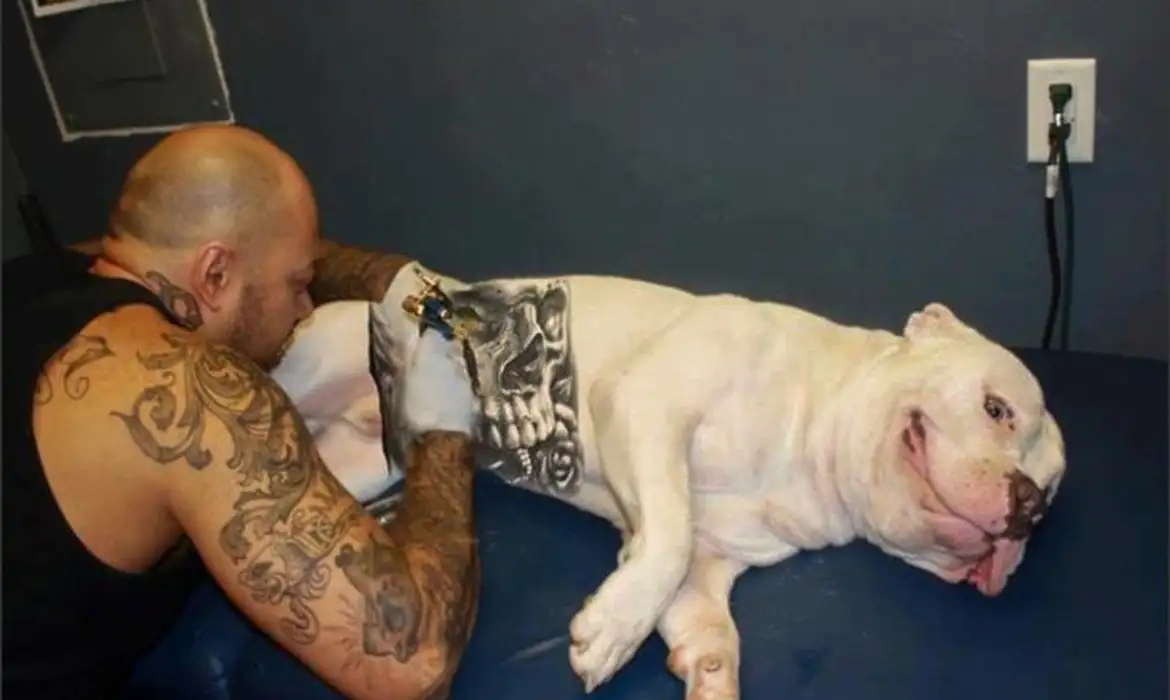 Lei proíbe tatuagens e piercings em cães e gatos