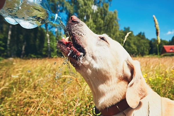 Veterinário alerta para os cuidados com pets no B-R-O-bró