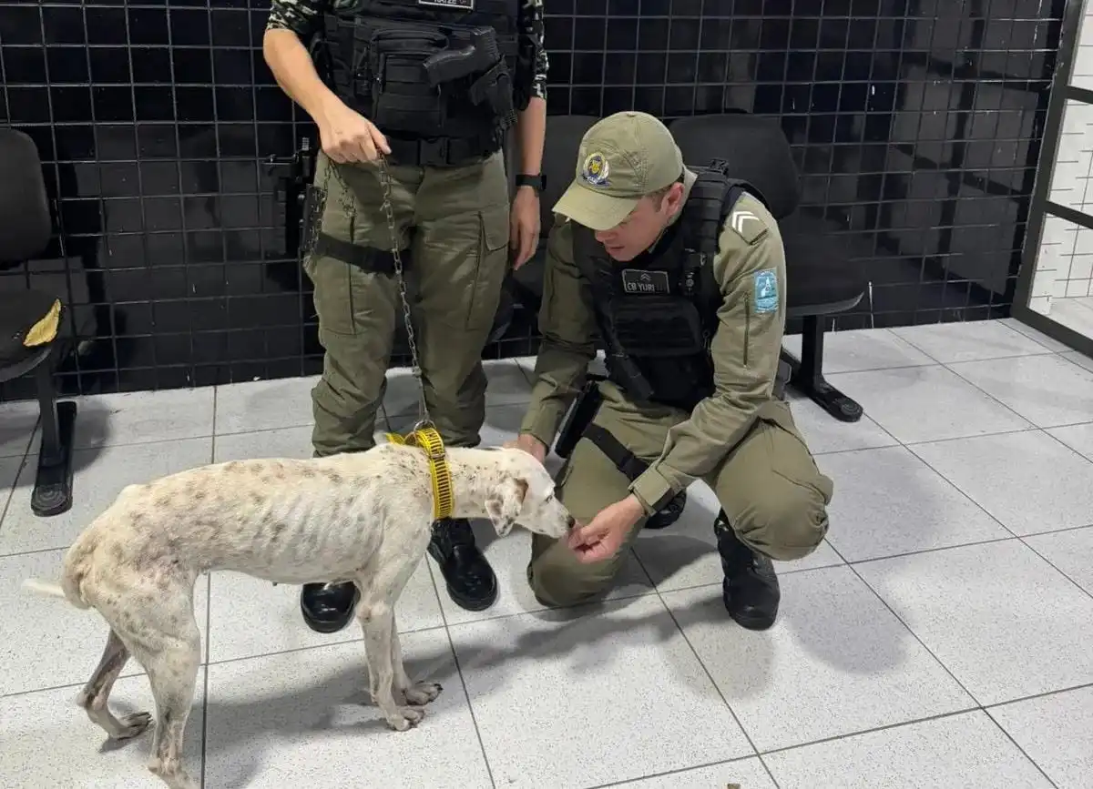 Cadela abandonada é resgatada em Parnaíba