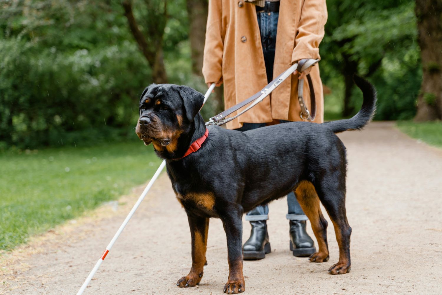 Cães-guia promovem autonomia e inclusão social