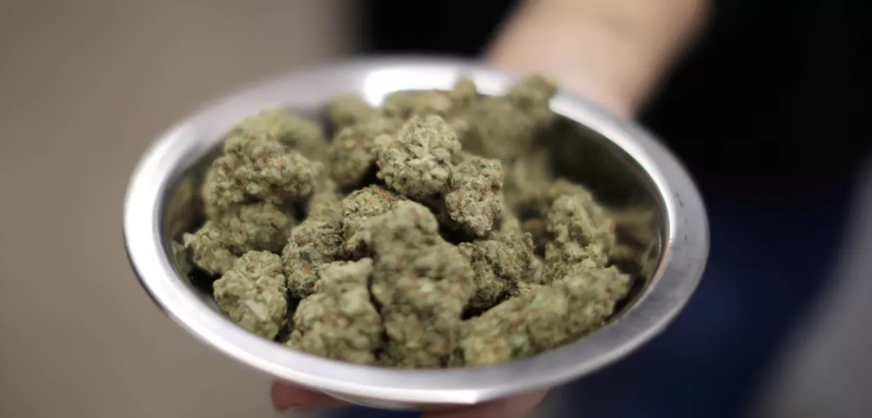 Cannabis