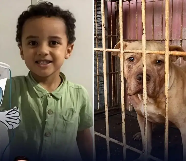 Cão ataca criança em Itumbiara, Goiás
