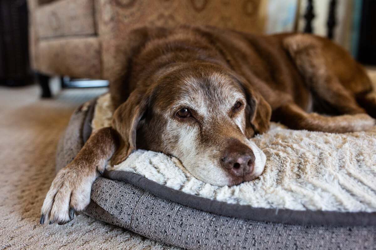 O conforto e a atenção são fundamentais para a qualidade de vida de pets na terceira idade