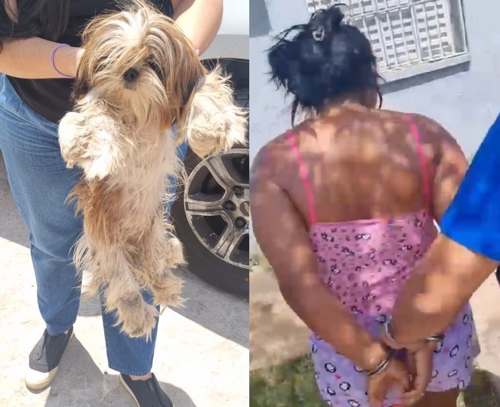 O cão estava em situação de abandono, exposto ao sol, sem água e sem comida e com muitos carrapatos