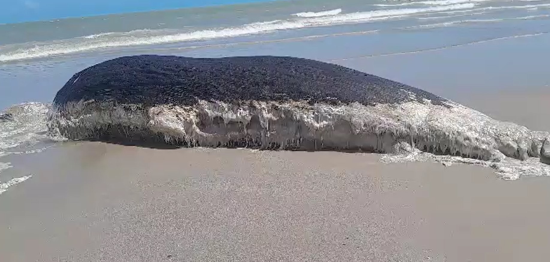 Baleia morta na praia de Maramar, em Luís Correia