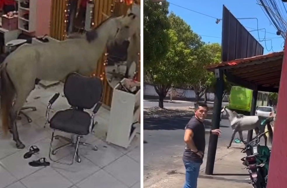 Cavalo que viralizou ao se admirar em espelho de salão de beleza volta ao local no dia seguinte