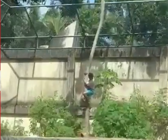 Homem invade jaula de leoa e morre na Paraíba