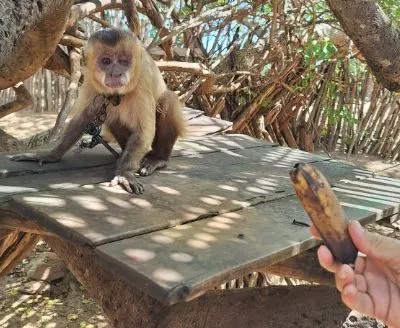 Macaco-prego
