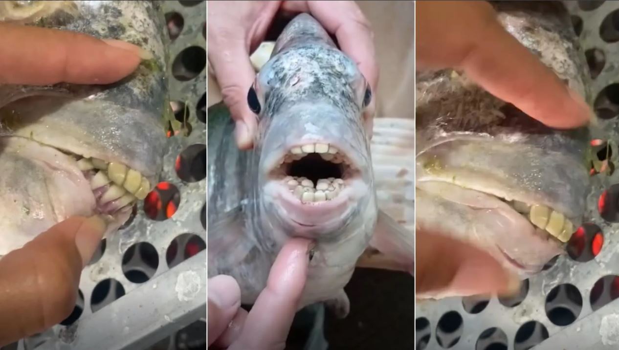 Peixe com 'dentes humanos'