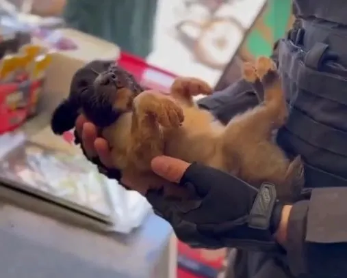 Cachorro baleado