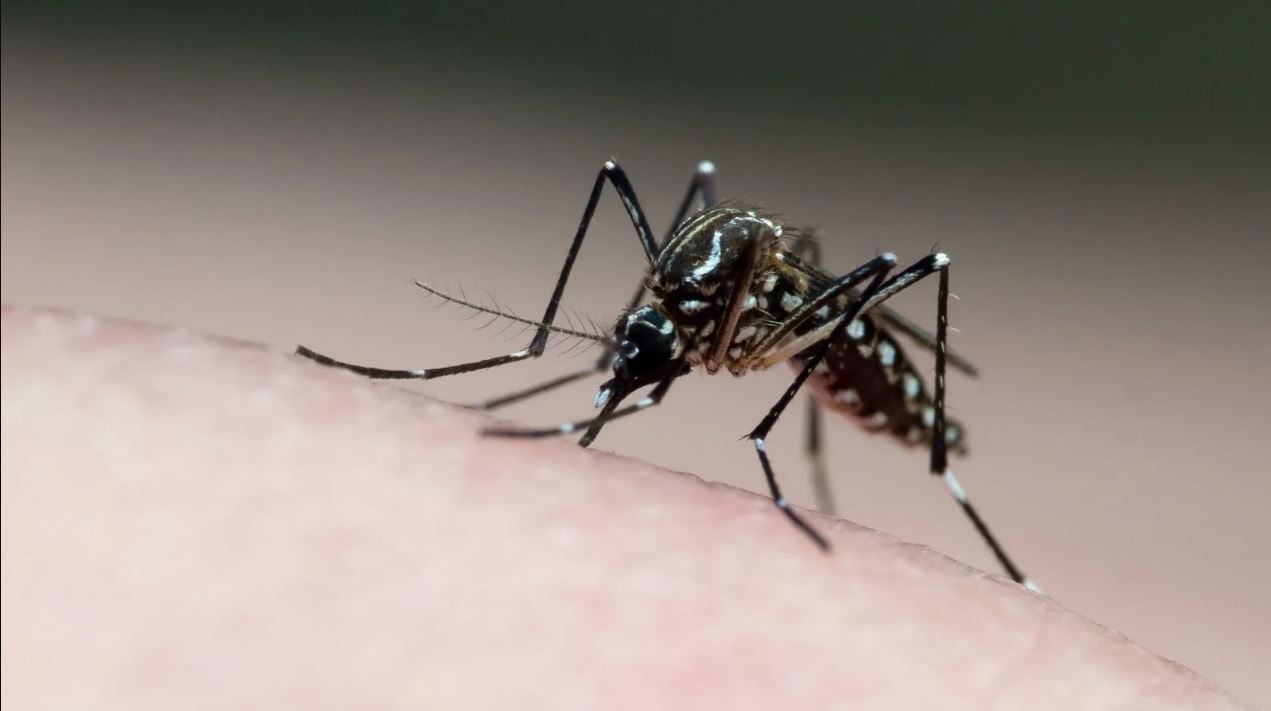 O mosquito Aedes aegypti