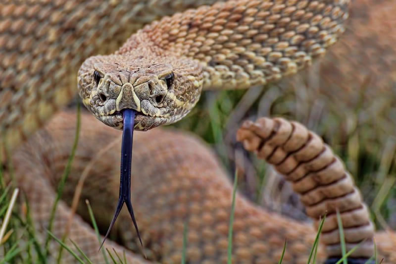 Cobra cascavel