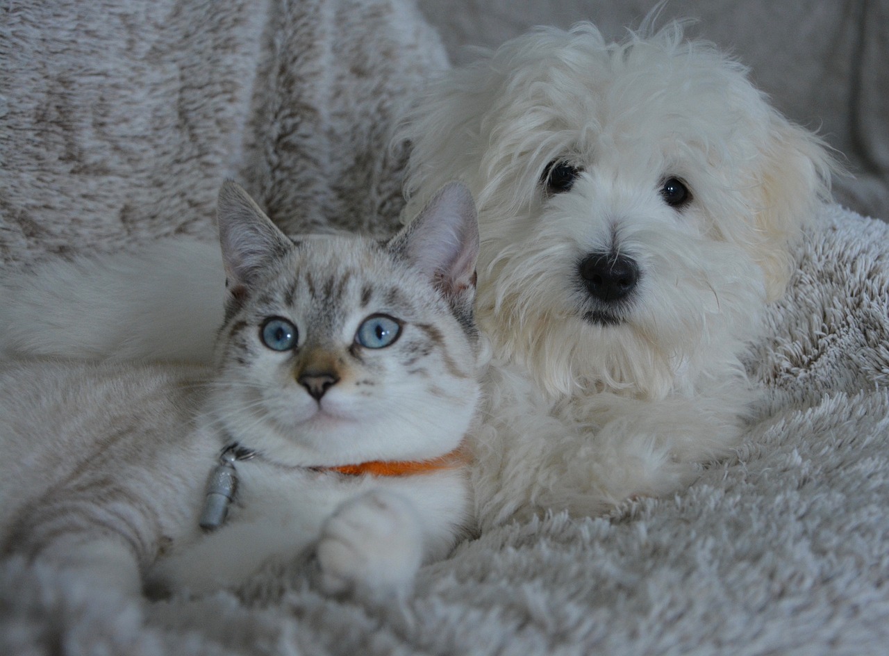 Castração de pets é medida preventiva contra doenças hormonais