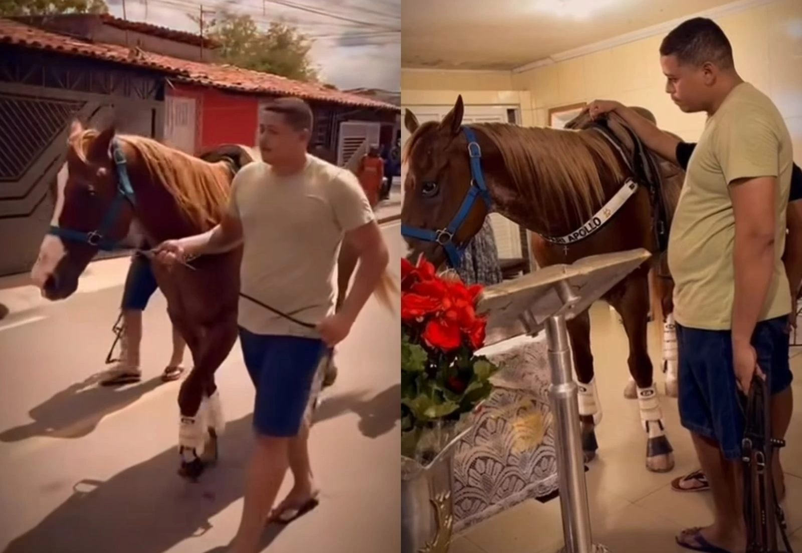 Cavalo de Robin da Carne se despede de influenciador