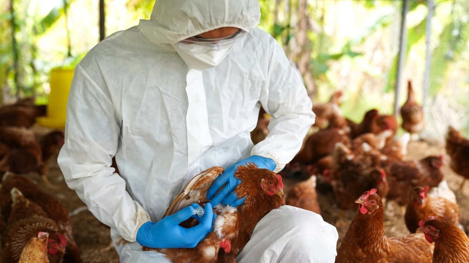 Cientista coleta amostra de material genético de frangos em granja