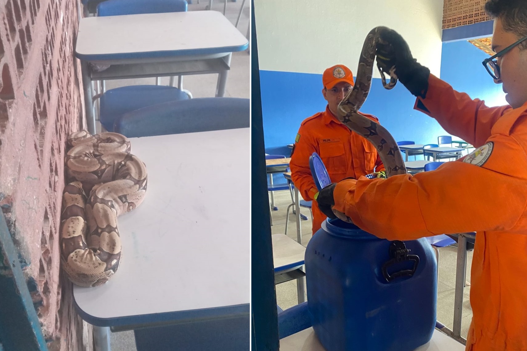 Cobra jiboia é encontrada dentro de sala de aula na Escolar Cívico Militar Roland Jacob