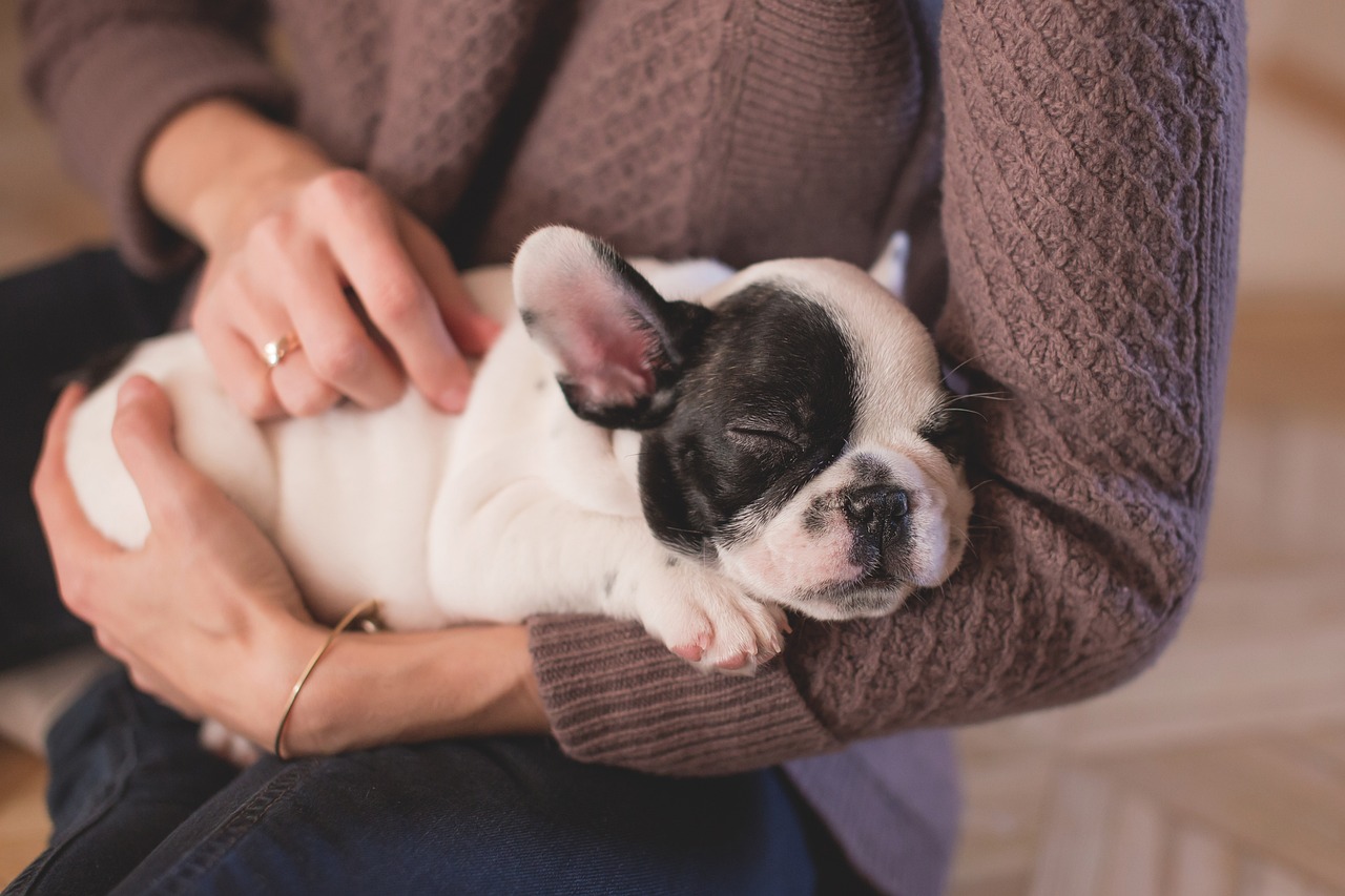 Como agir em emergências com pets e evitar complicações