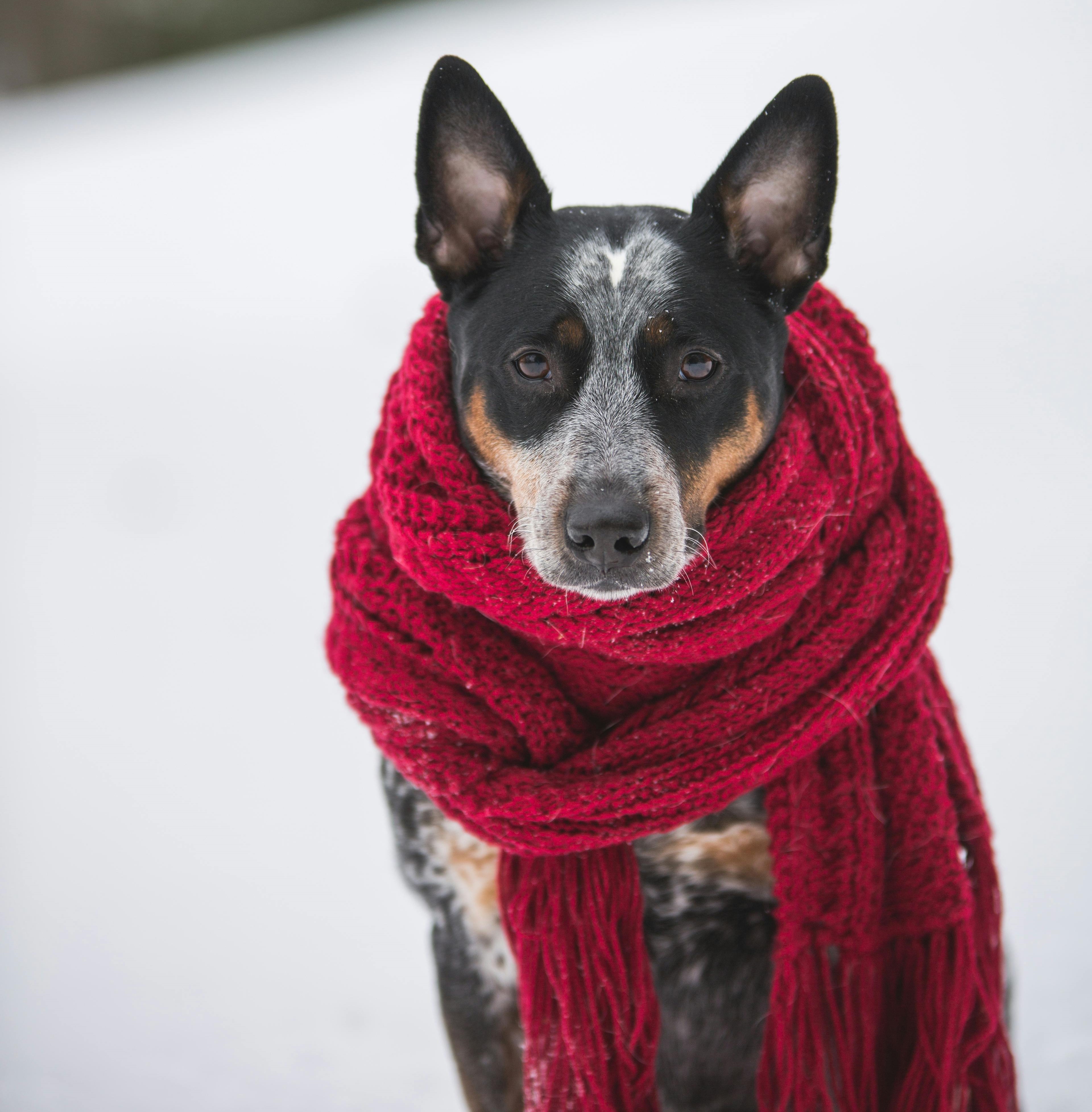 Como proteger os pets das baixas temperaturas do inverno