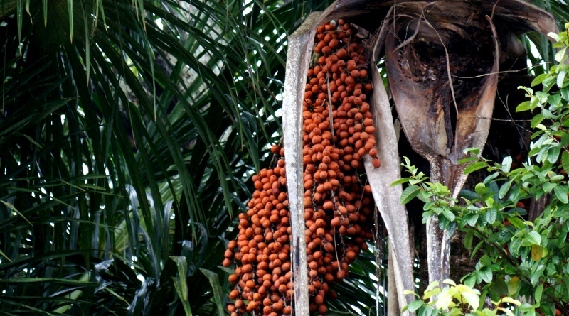 Buriti Ou Miriti Mauritia Flexuosa