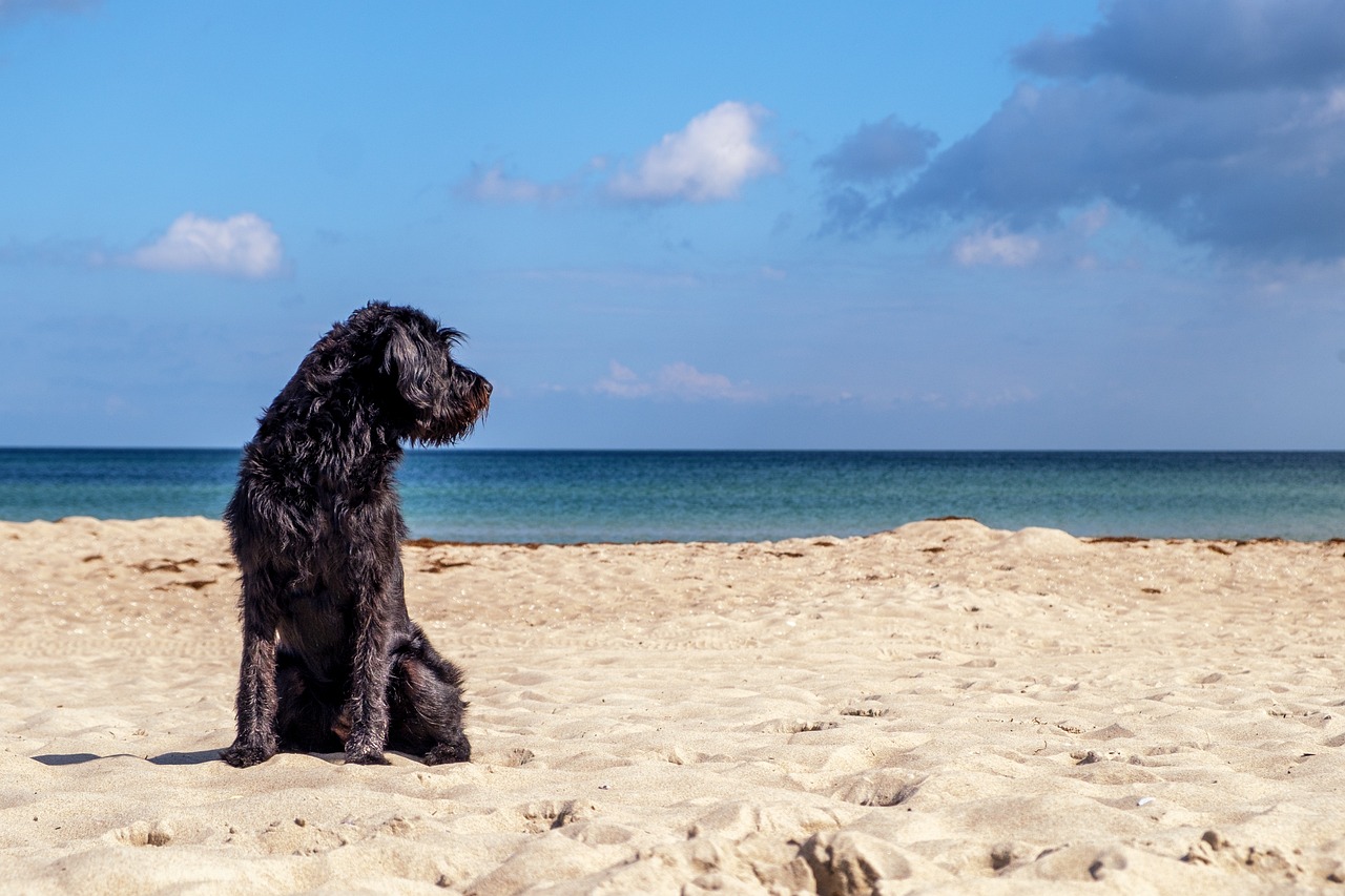 Cuidados com pets no verão: prevenção contra viroses