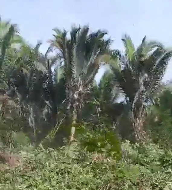 Vídeo denúncia enviado pelo seguidor da Rede Ambiental do Piauí