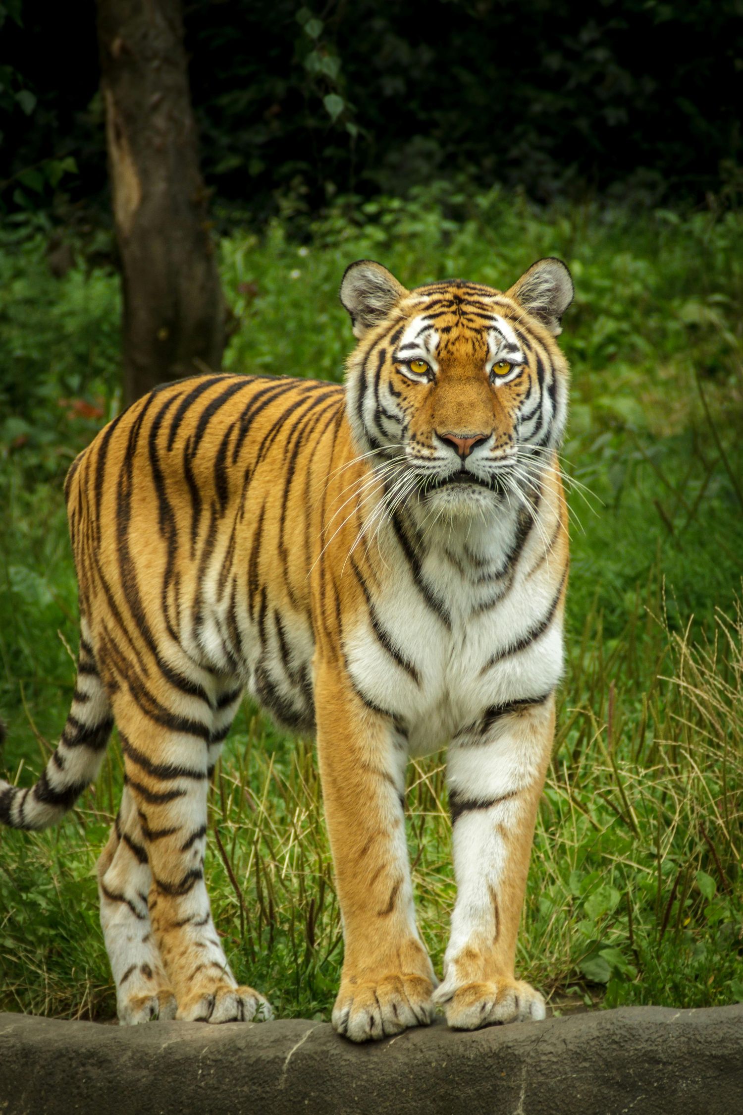 Dia Mundial dos Animais reforça compromisso global com a vida de todas as espécies