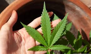 Embrapa recebeu autorização da Anvisa para pesquisar o cultivo da planta Cannabis sativa