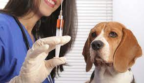 Vacina de cão