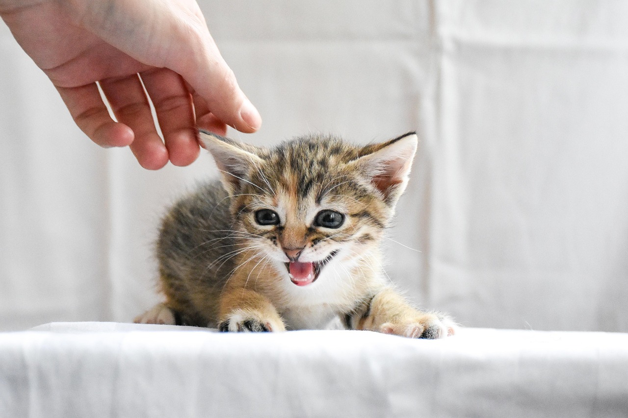 Estratégias eficazes para administrar medicamentos a cães e gatos