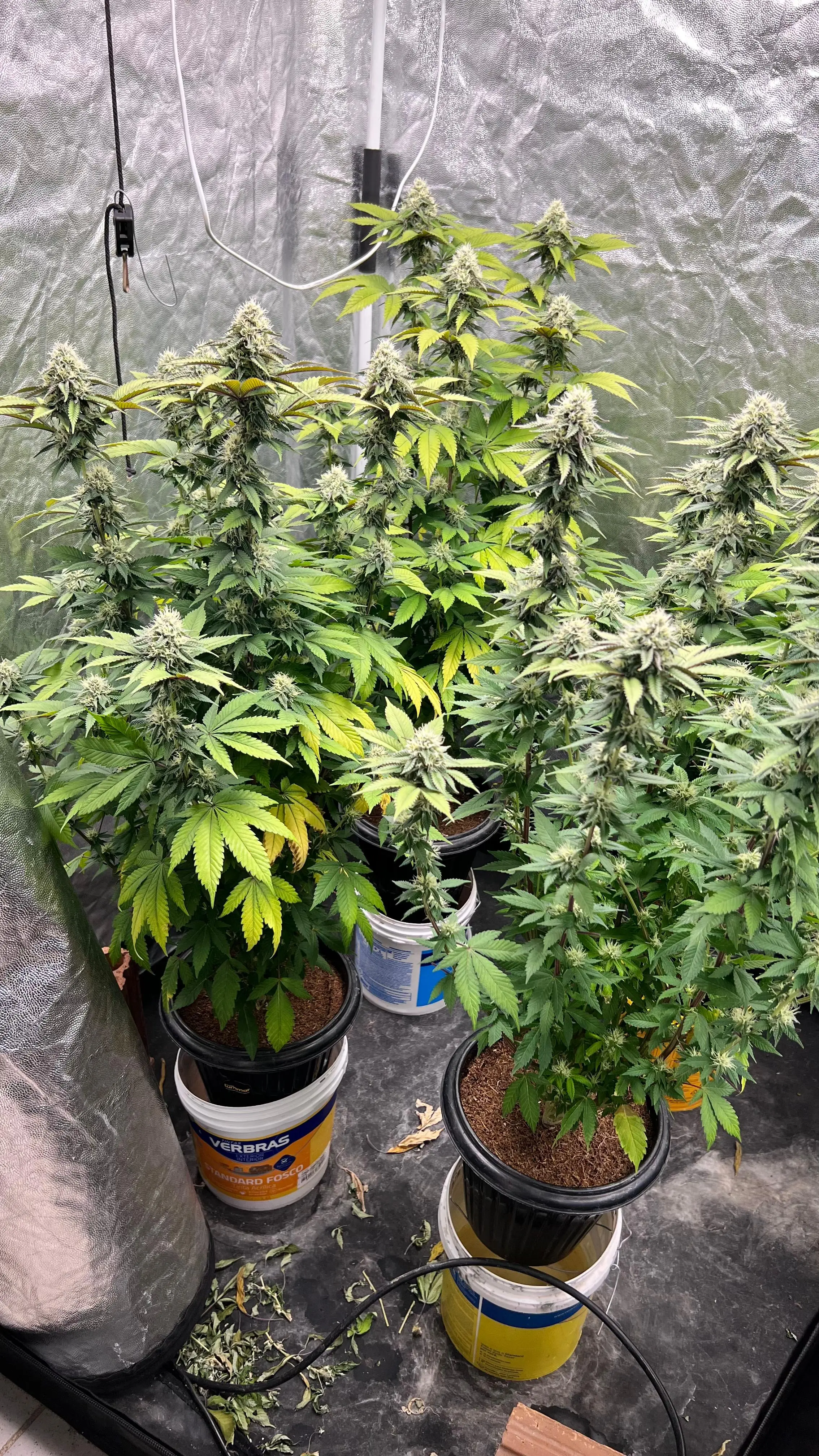 Estufa com mudas de maconha é encontrada em Pedro II