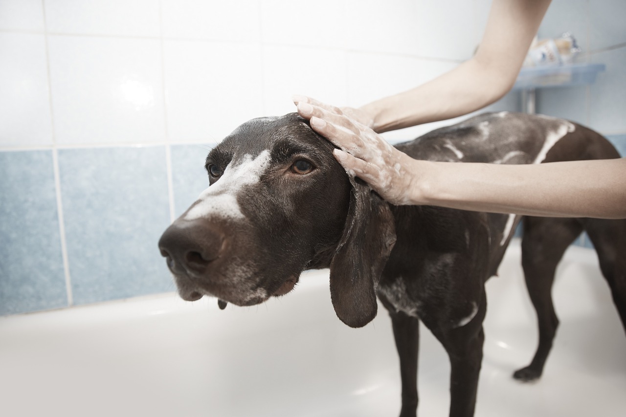 Faça do banho um momento relaxante e prazeroso para os pets