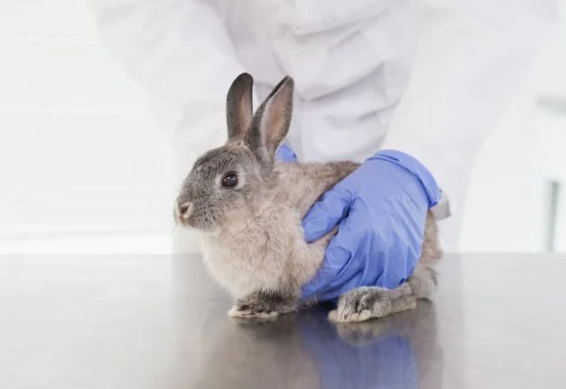 Câmara aprova projeto que proíbe uso de animais em testes de cosméticos