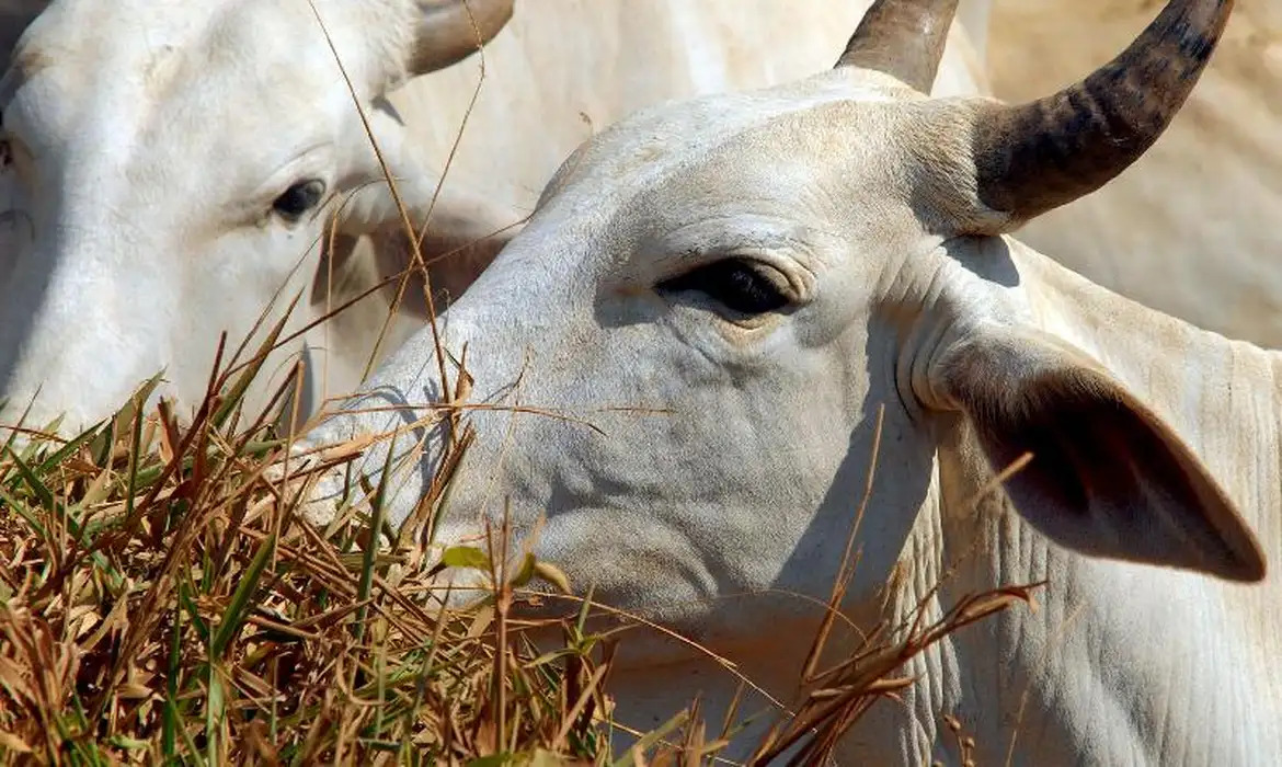 Receita Federal deflagra operação contra sonegadores de impostos vendedores de gado