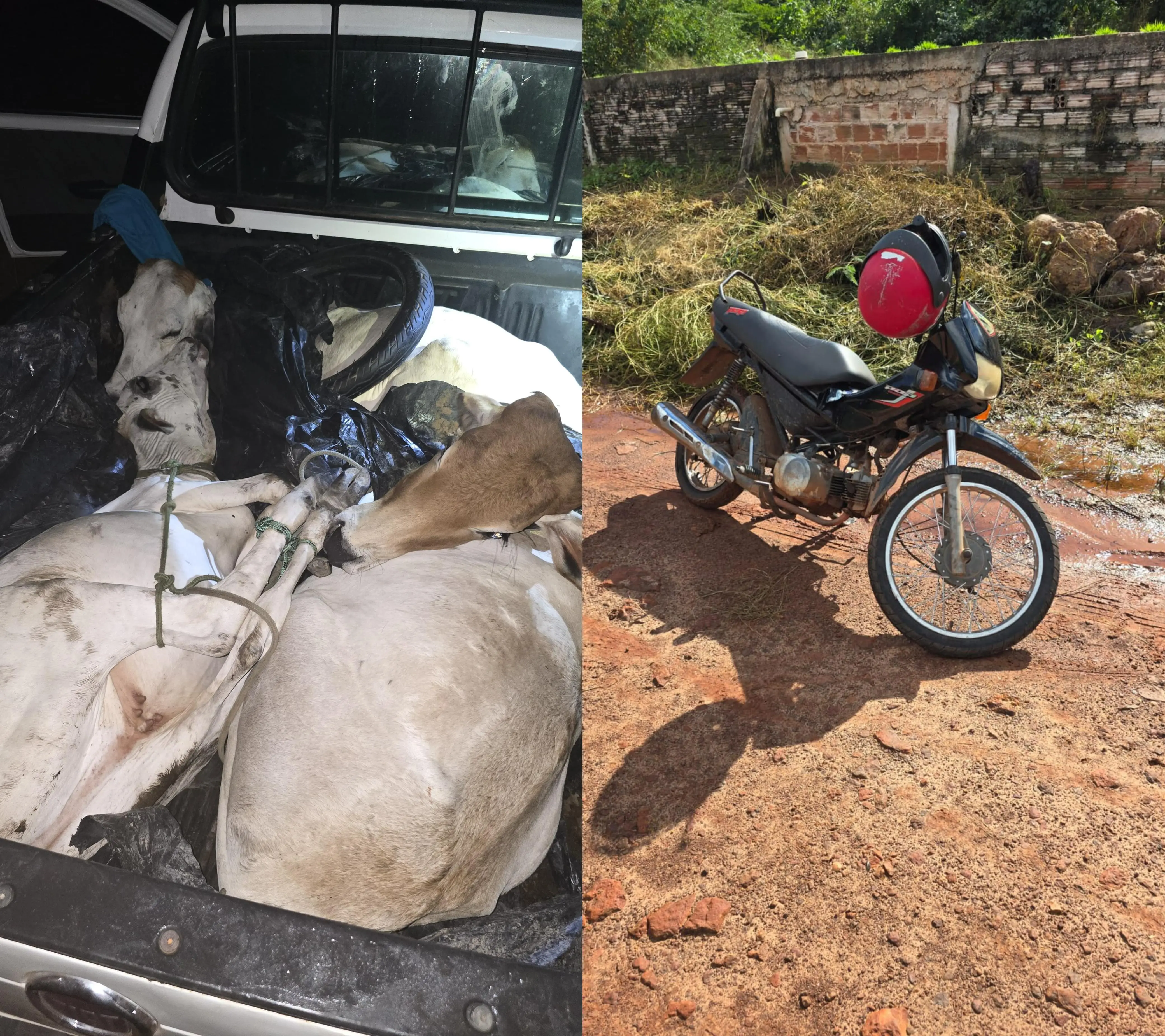 Quadrilha especializada em roubo de animais é desarticulada