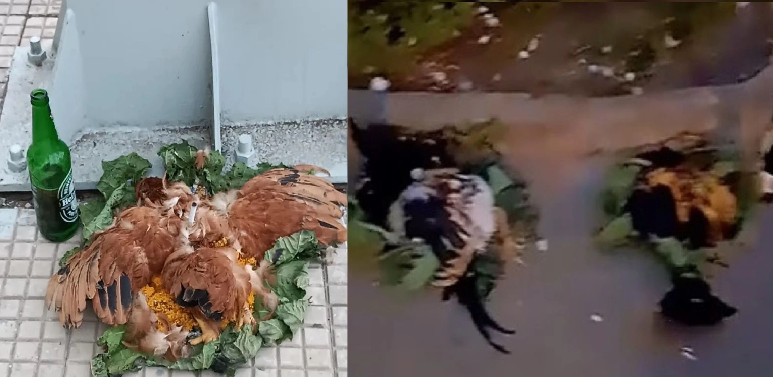 Galinhas mortas são encontradas na frente de agências bancárias em Barras