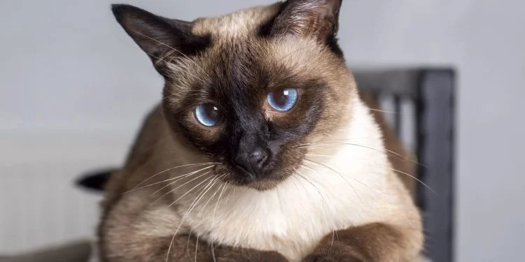 Gato