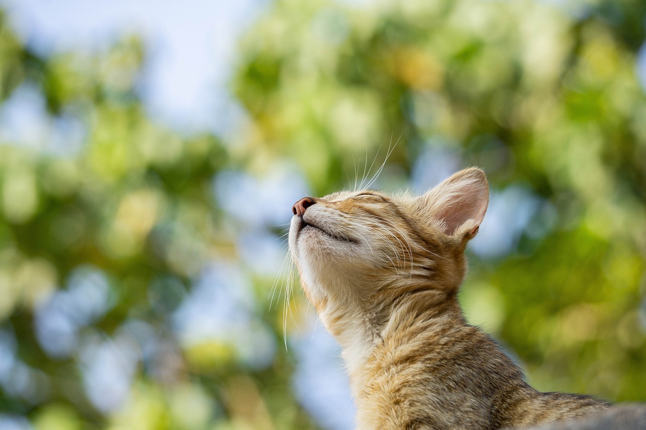 Gatos conquistam espaço nos lares brasileiros