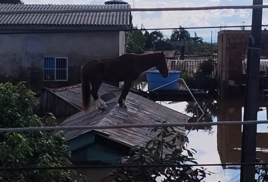 Cavalo ficou ilhado em telhado por pelo menos 24 horas