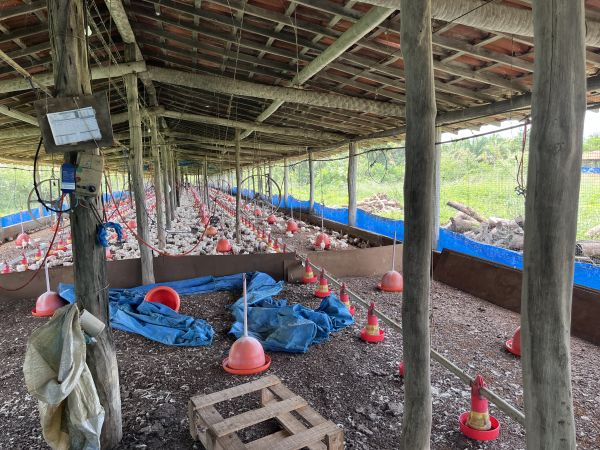 Granja é interditada em Altos por graves irregularidades nas condições de trabalho