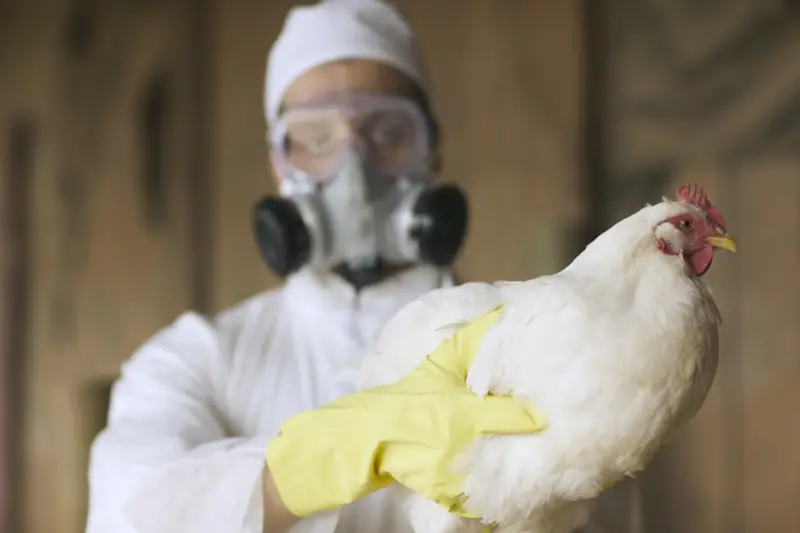 A gripe aviária é causada por subtipos do vírus influenza A