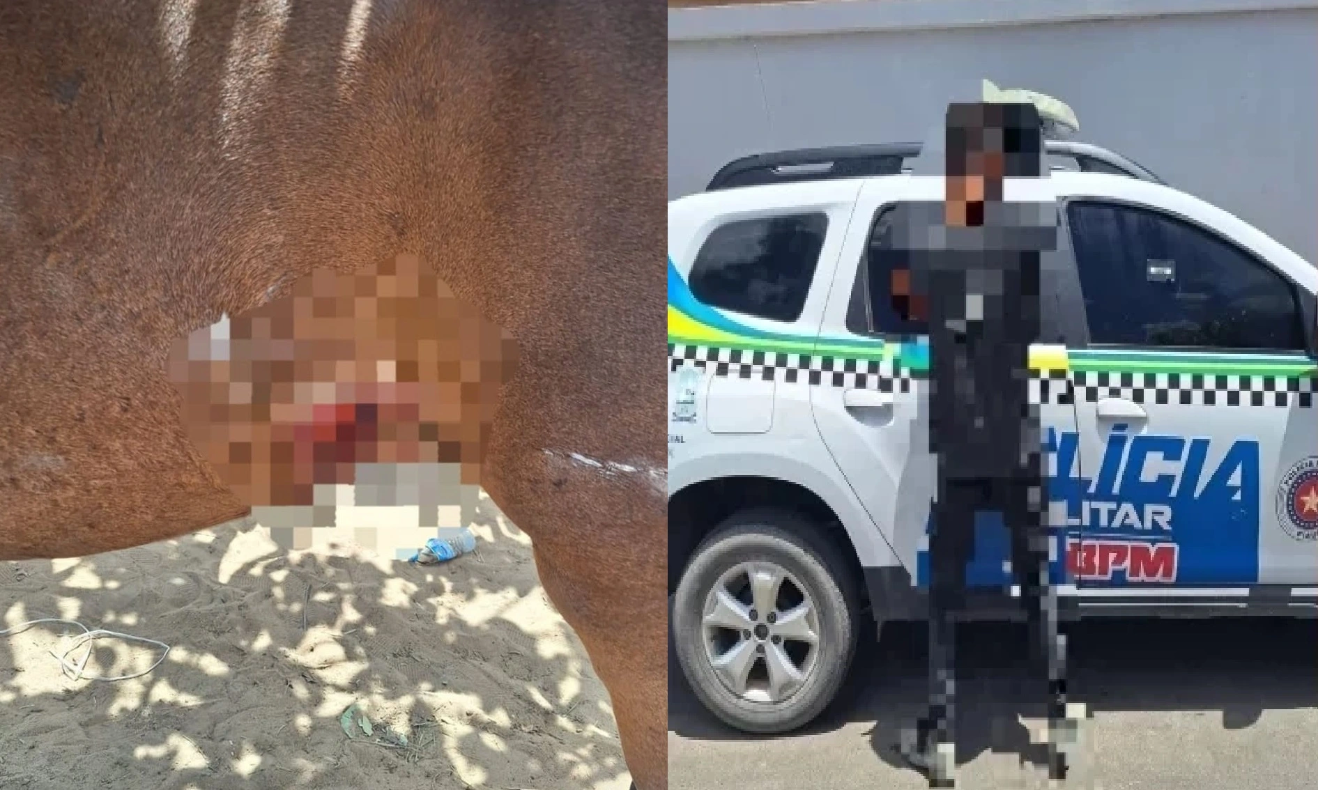 Homem é preso por esfaquear cavalo em Pio IX
