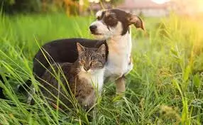 Cachorro e gato