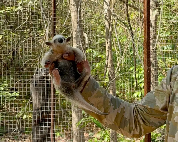 Animais resgatado pela equipe da Semarh