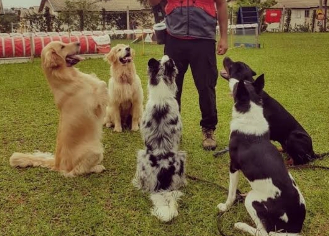 Cães aprendendo rapidamente e que é ensinado