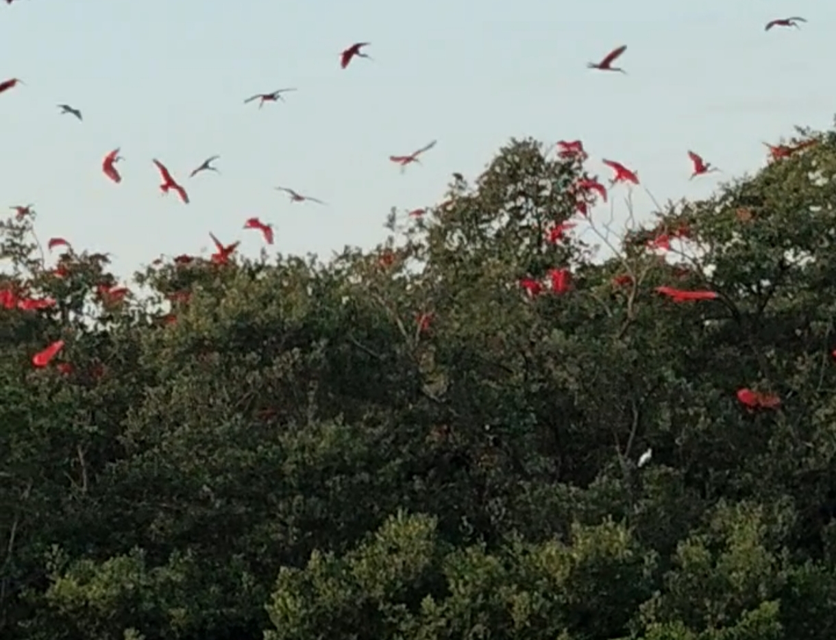 O espetáculo da revoada dos guarás atrai cada vez mais turistas